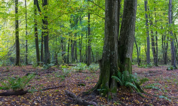 Старое роговичное дерево осенью — стоковое фото