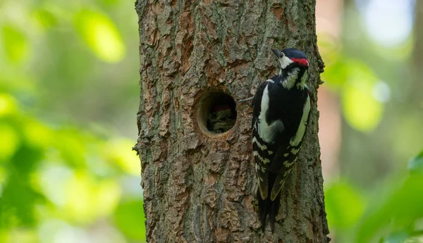 Buntspecht (dendrocopos major) männlich — Stockfoto