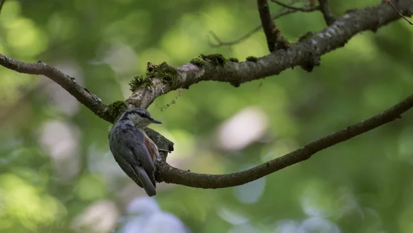 Eurasian nuthatch on tree — Stock Photo, Image