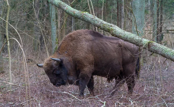 Toros de bisonte europeos que se entremezclan entre árboles de hoja caduca — Foto de Stock