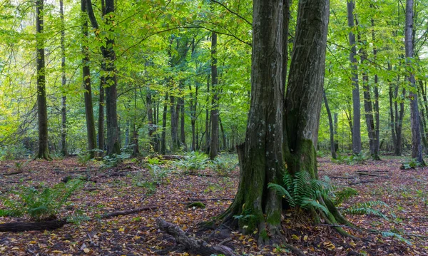 Viejo árbol de carpe en otoño Imágenes de stock libres de derechos