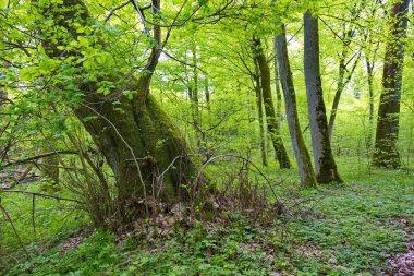 Eski kırık linden ağaç kütüğü