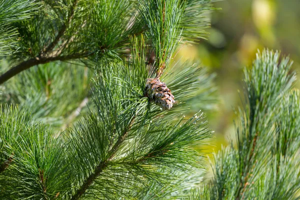 Eastern white pine cone — Stock Photo, Image