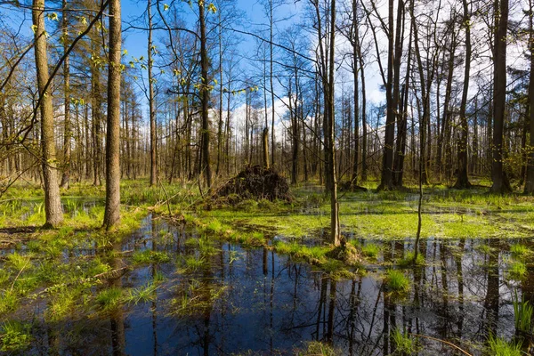 Foresta di ontano primaverile al sole — Foto Stock