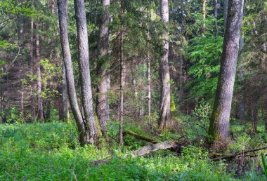 Bahar günbatımı ışık doğal kıyısını standı