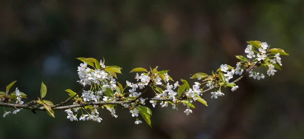 Ameixa florida (Prunus domestica) ramo — Fotografia de Stock