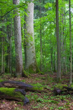 Ön plan ve meşe kırık dal