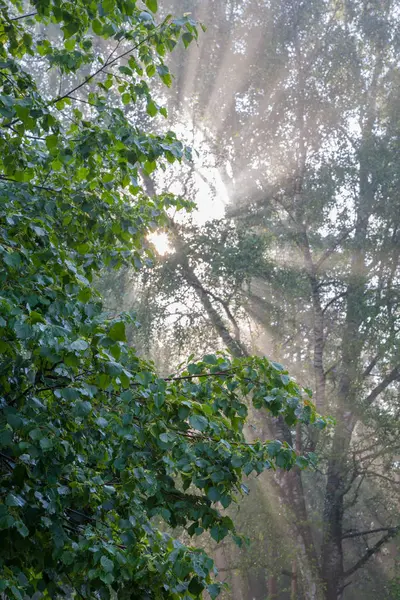 Early morning sun shining through birch branches — Stock Photo, Image