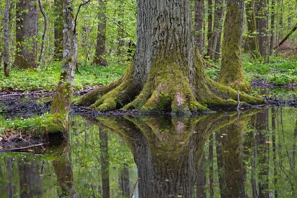 Old giant oak tree reflecting in water
