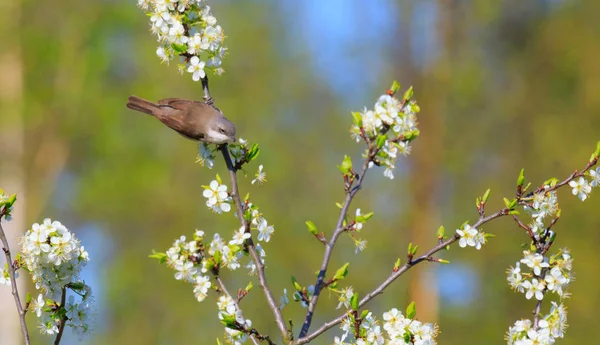 Llesser ノドジロムシクイ (シルビア curruca) と開花果樹 — ストック写真