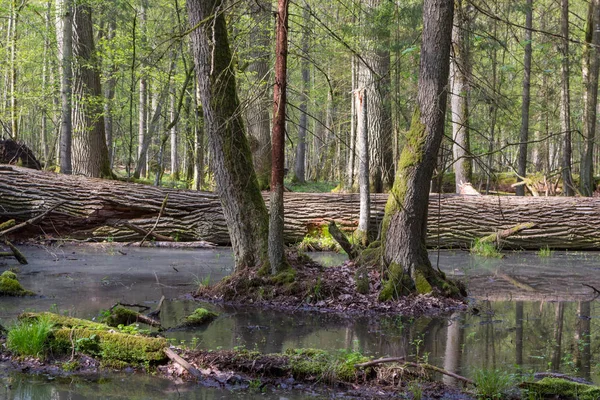 Paysage printanier de forêts anciennes et d'arbres brisés — Photo