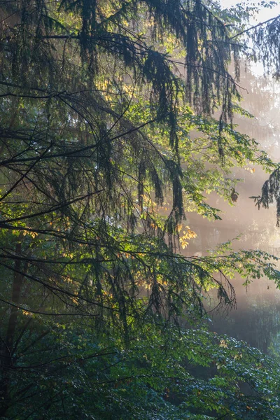 Sunlight shinning across spruce and hornbeam branches — Stock Photo, Image