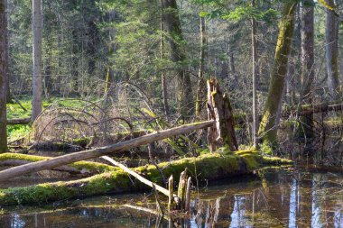 Bahar ayakta su ile karışık orman ıslak