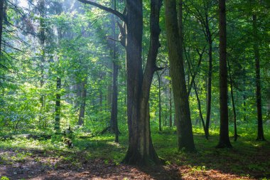 Şafakta eski doğal orman sadece yağmur sonra
