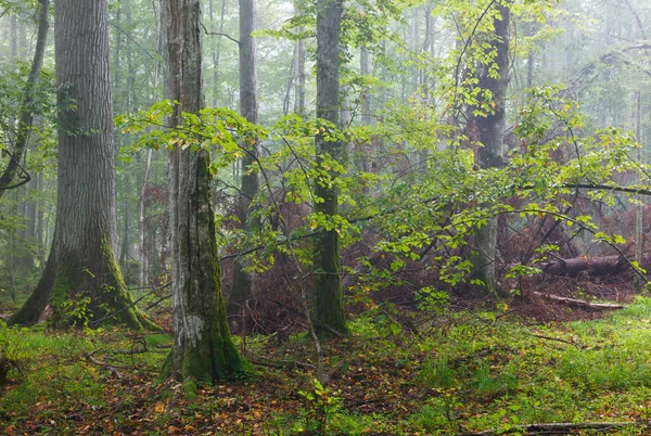 Umgestürzter Baum und Nebelstand im Hintergrund — Stockfoto