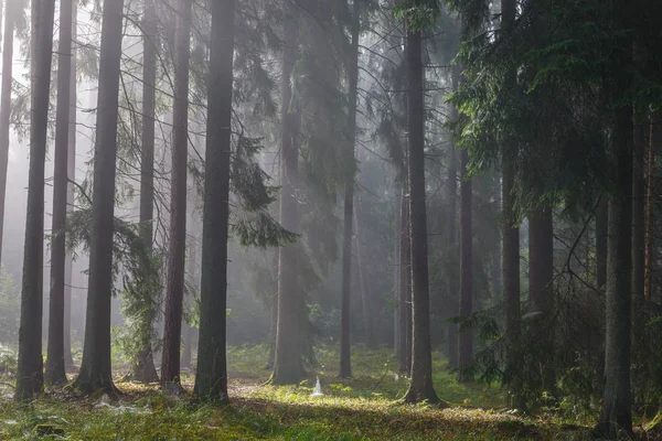 Coniferous trees against light of misty sunrise — Stock Photo, Image