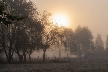 Puslu sabah eski Bahçe ağaçları