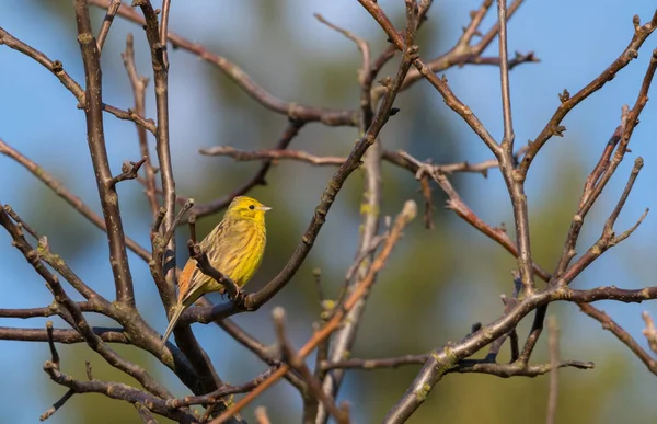 Geelgors (Emberiza citrinella) zangvogel zingen — Stockfoto