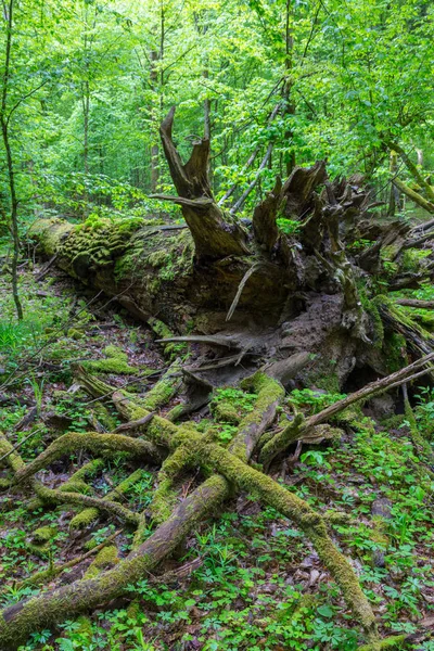 죽은 참나무 거짓말 이끼 포장 — 스톡 사진