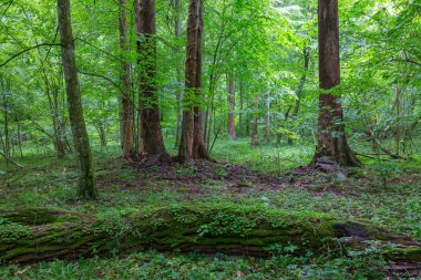 Kabuk-az eski ölü Ladin