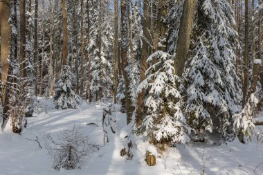 Esas olarak yaprak döken orman günbatımı ışık kış manzara