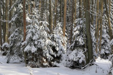 Esas olarak yaprak döken orman günbatımı ışık kış manzara