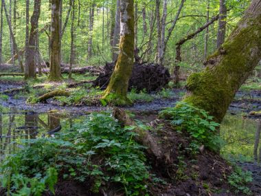 yosun hornbeams bazı kuzukulağı ile sarılmış