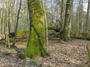 Bahar eski yaprak döken standı