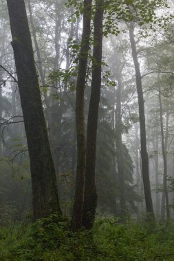 Sisli sonbahar sabah ve doğal Kızılağaç ormanı