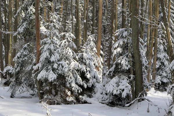 Esas olarak yaprak döken orman günbatımı ışık kış manzara
