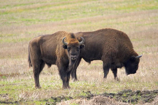 İki Avrupa Bison boğa otlatma