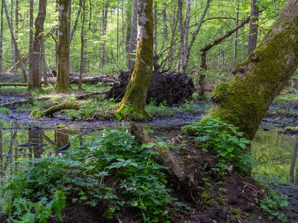yosun hornbeams bazı kuzukulağı ile sarılmış