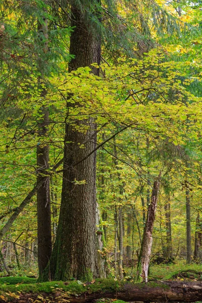 Herbstliche Naturlandschaft mit liegenden abgestorbenen Bäumen — Stockfoto