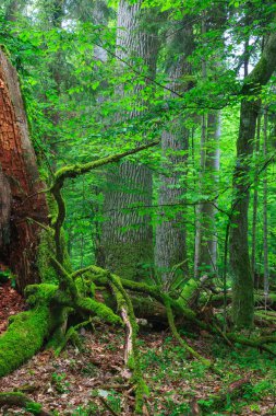 Ormandaki eski anıtsal oaks