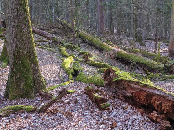 Bahar eski yaprak döken standı