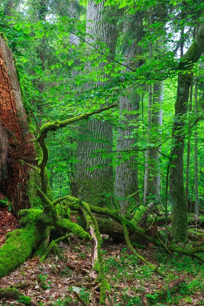 Vieux chênes monumentaux en forêt — Photo