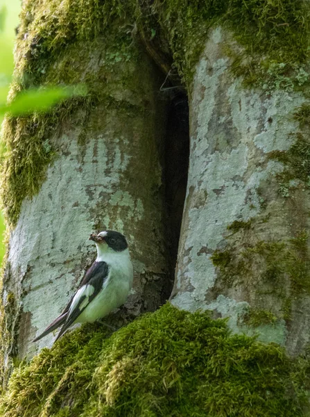 Kragenschnäpper (ficedula albicollis) Männchen — Stockfoto