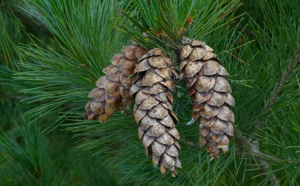 Cones de pinheiro branco oriental — Fotografia de Stock