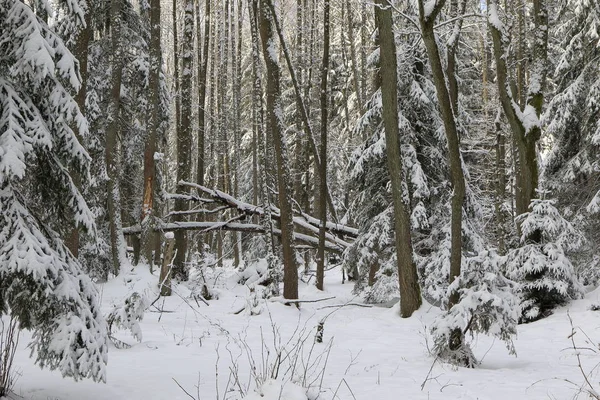 Esas olarak yaprak döken orman günbatımı ışık kış manzara