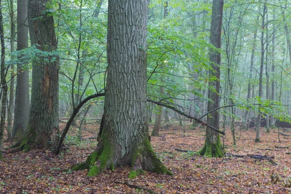 Nefunkční staré velké dubové a mlhavé stojí v pozadí — Stock fotografie