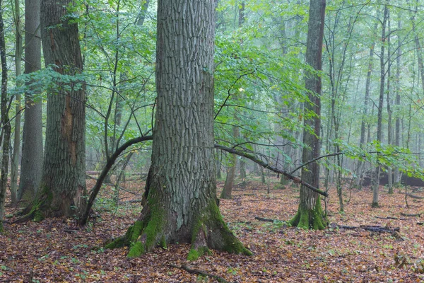 Gebroken oude grote eiken en mistige stand op achtergrond — Stockfoto