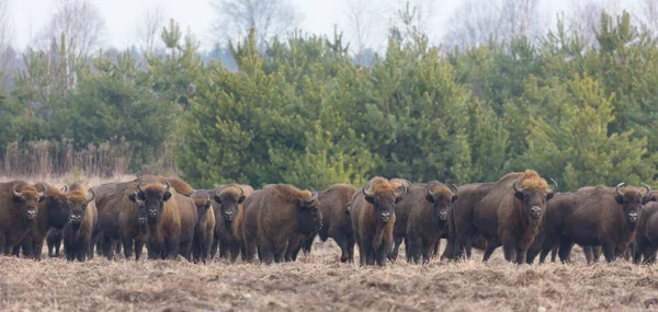 Allevamento di bisonti europei in inverno senza neve — Foto Stock