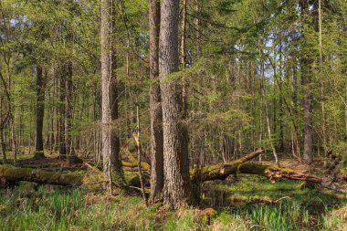 Baharda kırık büyük eski meşe