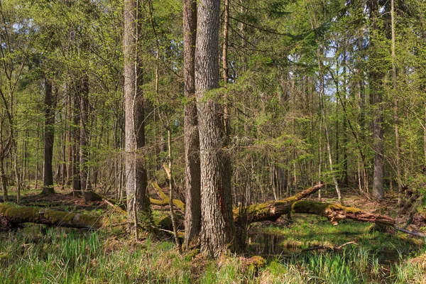 Big old oak broken in spring — Stock Photo, Image