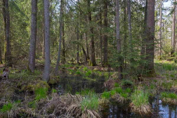 eski kızılağaç ağaçları ilkbahar Ladin arasında