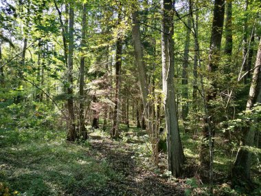 Güneşli Kızılağaç sonbaharda standı