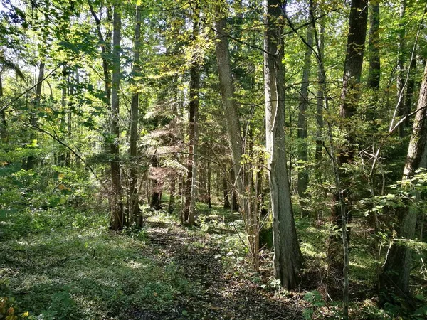 Soleggiato ontano stand in autunno — Foto Stock