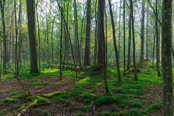 Natural stand of Bialowieza in morning mist — Stock Photo, Image