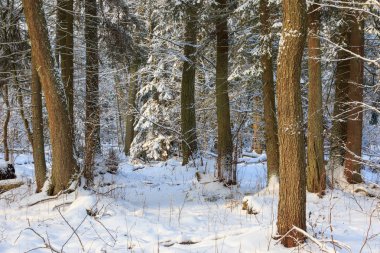Esas olarak yaprak döken orman günbatımı ışık kış manzara