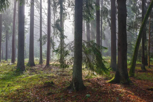 Coniferous trees against light of misty sunrise — Stock Photo, Image